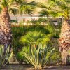Piante di palma e agave con vegetazione.